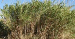 arundo-donax-2